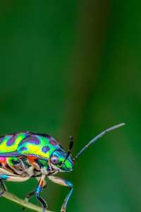 A Real Bug's Life - Posters