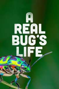 A Real Bug's Life - Posters