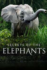 Secrets of The Elephants - Posters
