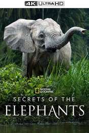 Secrets of The Elephants