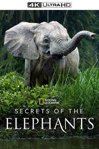 Secrets of The Elephants - Posters