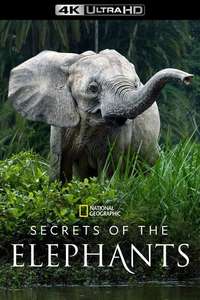 Secrets of The Elephants - Posters