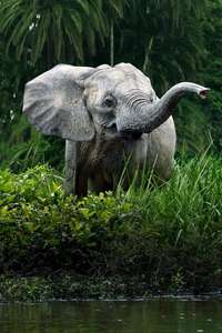 Secrets of The Elephants - Posters