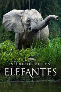 Secrets of The Elephants - Posters