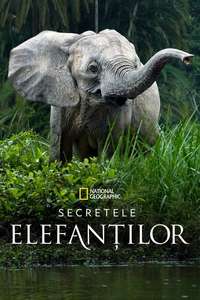 Secrets of The Elephants - Posters