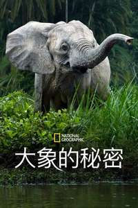 Secrets of The Elephants - Posters
