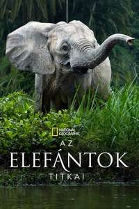 Secrets of The Elephants - Posters
