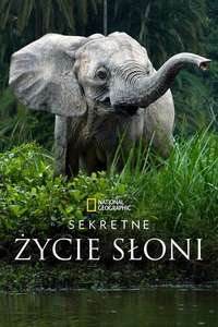Secrets of The Elephants - Posters