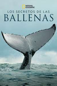 Secrets of the Whales - Posters