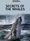 Secrets of the Whales