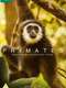 Primates