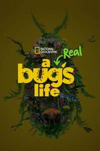 A Real Bug's Life - Posters