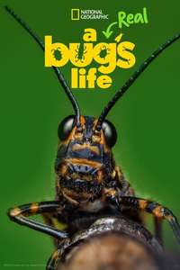A Real Bug's Life - Posters