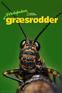 A Real Bug's Life - Posters