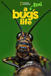 A Real Bug's Life Season 1