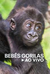 Baby Gorilla Cam Season 1