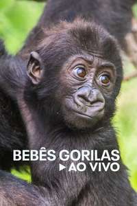 Baby Gorilla Cam - Poster
