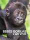 Baby Gorilla Cam : Season 1