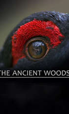The Ancient Woods