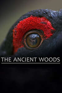 The Ancient Woods - Posters