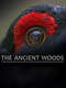 The Ancient Woods