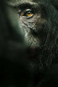 Chimp Empire - Posters