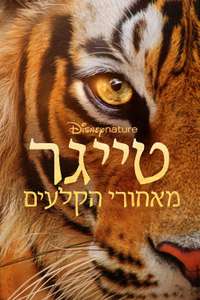 Tigers on the Rise - Posters