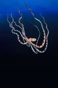 Secrets of the Octopus - Posters
