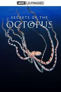 Secrets of the Octopus - Posters