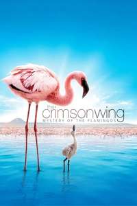 The Crimson Wing: Mystery of the Flamingos - Posters