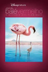 The Crimson Wing: Mystery of the Flamingos - Posters