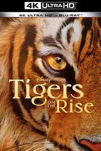 Tigers on the Rise - Posters