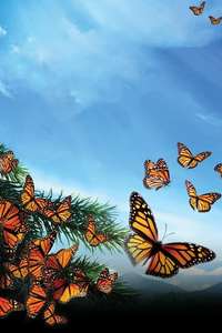 Flight of the Butterflies - Poster