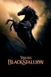 Young Black Stallion - Posters