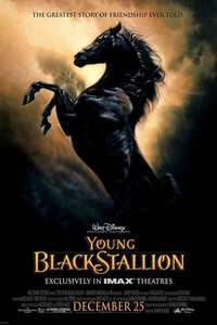 Young Black Stallion - Posters
