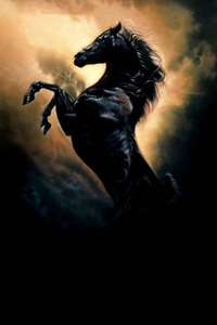 Young Black Stallion - Posters