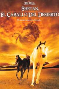 Young Black Stallion - Posters