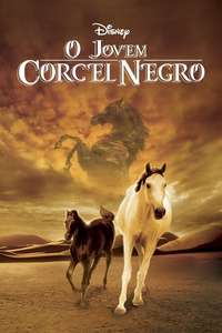 Young Black Stallion - Posters