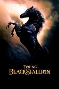 Young Black Stallion - Posters