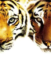 Two Brothers - Poster