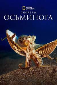 Secrets of the Octopus - Posters