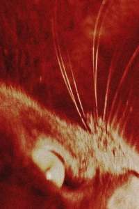 Cat's Cradle - Poster