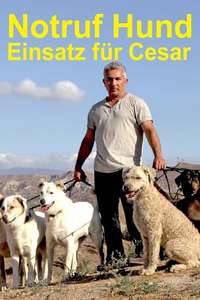 Cesar 911 - Poster