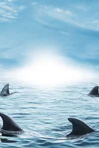 Shark Tank - Posters