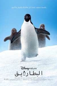 Penguins - Posters
