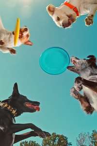 Inside the Mind of a Dog - Posters