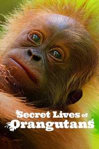 Secret Lives of Orangutans - Posters