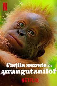 Secret Lives of Orangutans - Posters