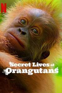 Secret Lives of Orangutans - Posters