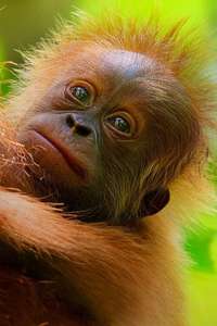 Secret Lives of Orangutans - Posters